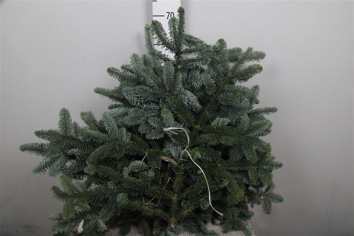 Abies Nob Blauw Kilo (5kg)