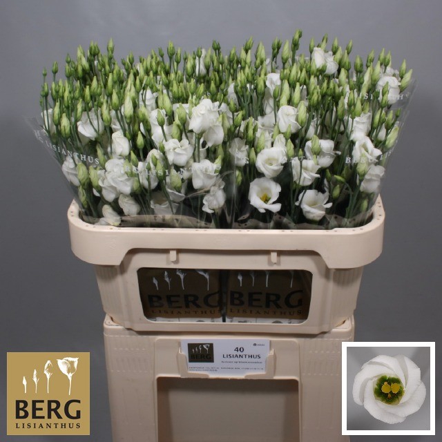 Lisianthus Piccolo White