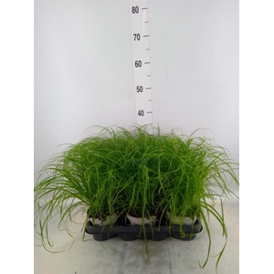 Cyperus alternifolius 'Zumula'