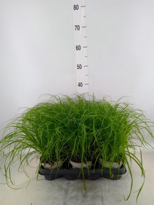 <h4>Cyperus alternifolius 'Zumula'</h4>