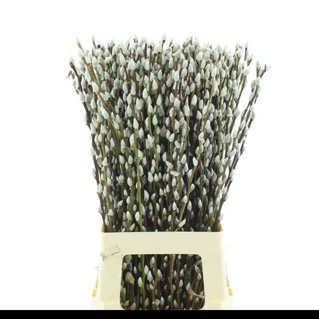 <h4>SALIX CA SNOW FLAKE</h4>