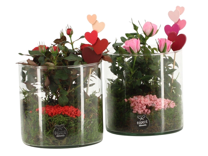 <h4>21832: Lovess arrangement</h4>