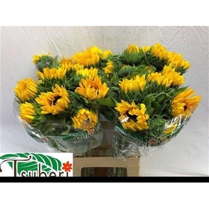 Helianthus Orange Fire