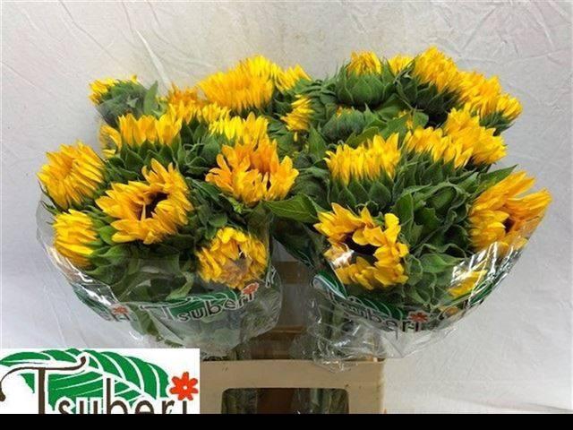 <h4>Helianthus Orange Fire</h4>