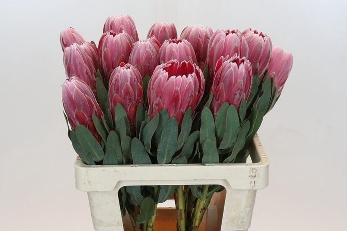 <h4>Protea Carnival</h4>