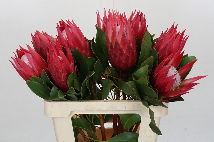 Protea Cynaroides Madiba