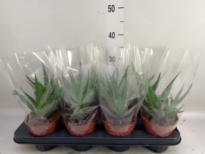 <h4>Aloe arborescens</h4>
