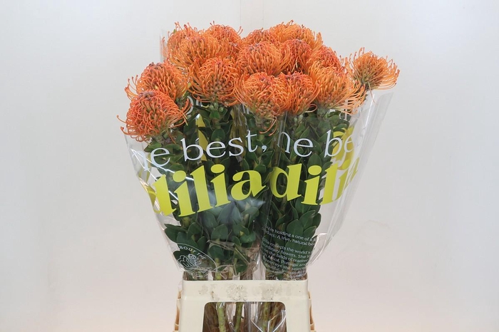 Nutans Ayoba Mandarin Zest