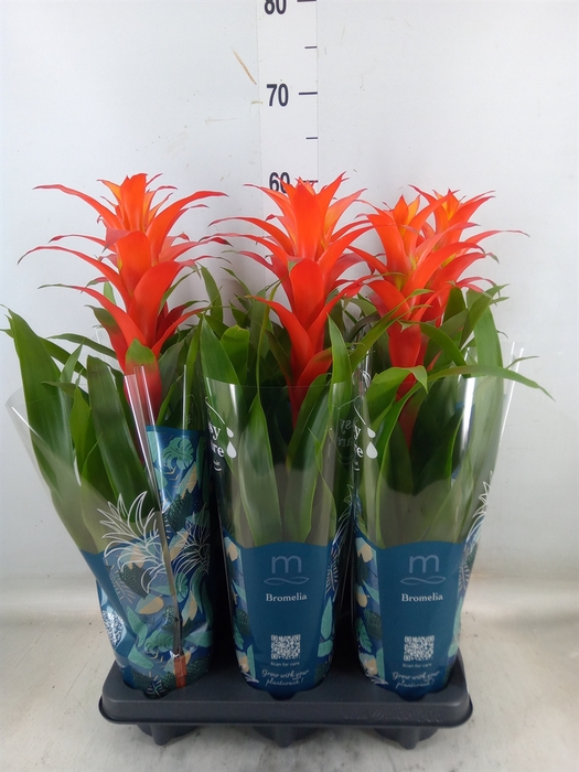 <h4>Guzmania  'Suerte Orange'</h4>