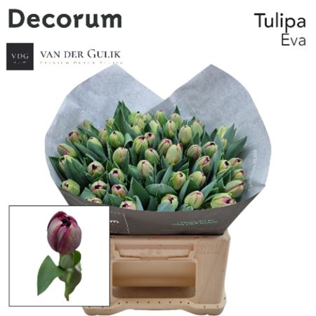 Tu Du Ov lila