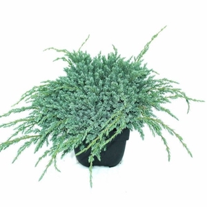 Juniperus squamata 'Blue Carpet' P17