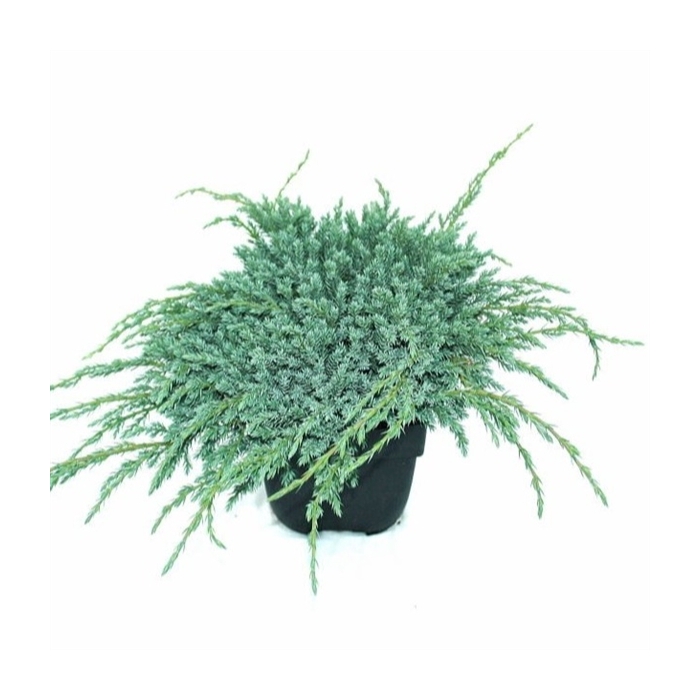 <h4>Juniperus squamata 'Blue Carpet' P17</h4>