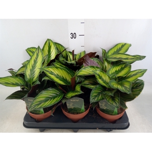 Calathea  'Beautystar'