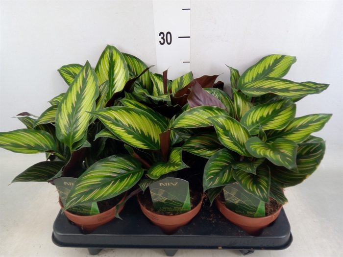 <h4>Calathea  'Beautystar'</h4>