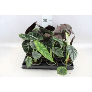 Alocasia   ...