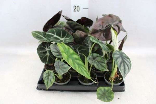 <h4>Alocasia   ...</h4>