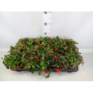 Gaultheria proc. 'Big Berry'