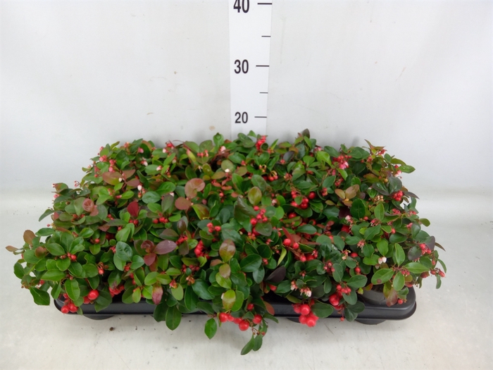 <h4>Gaultheria proc. 'Big Berry'</h4>