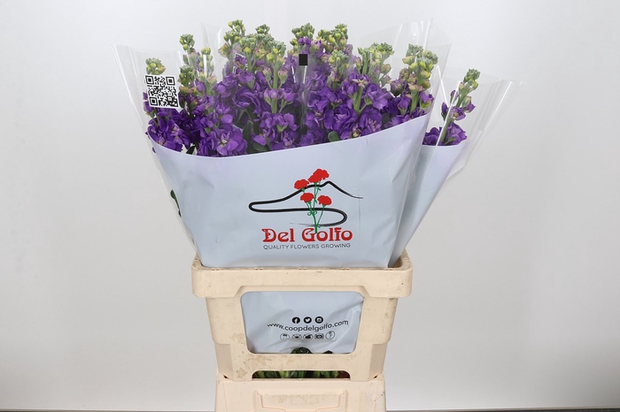 Matthiola Iron Purple ( min 18 buckets)  