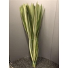Phormium Tenax Variegatum
