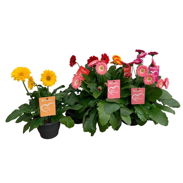<h4>Gerbera Garvinea gemengd</h4>