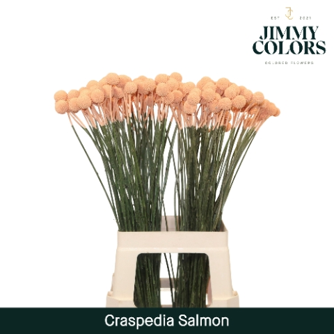 Craspedia L70 Salmon