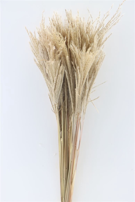 Dried Stipa Feather Natural P. Stem