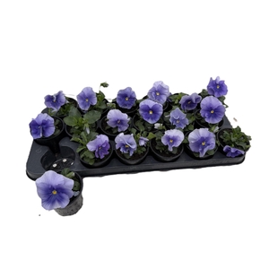 VIO CO PAT PU LIBLUE