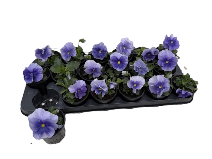 <h4>VIO CO PAT PU LIBLUE</h4>