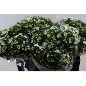 Di Barb Breanthus Hera Wite