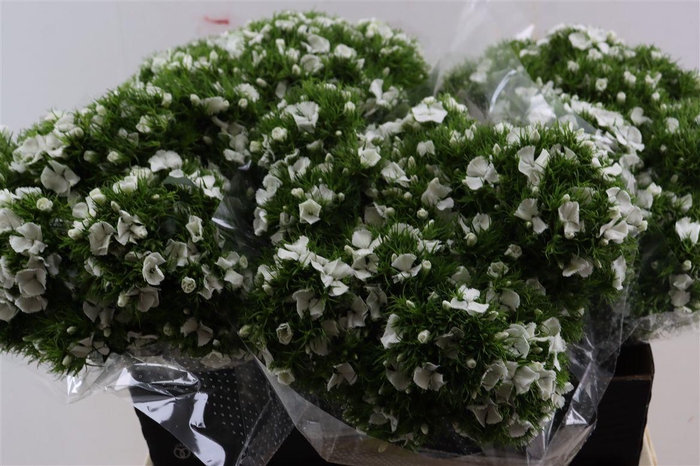 Di Barb Breanthus Hera Wite