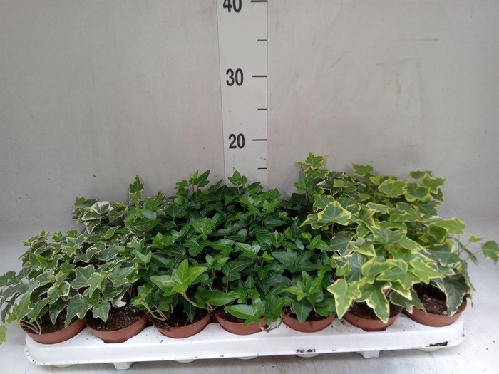 <h4>Hedera   ...mix</h4>