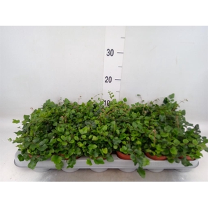 Pellaea rotundifolia
