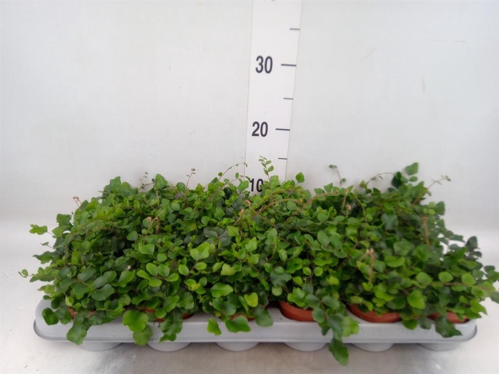 <h4>Pellaea rotundifolia</h4>
