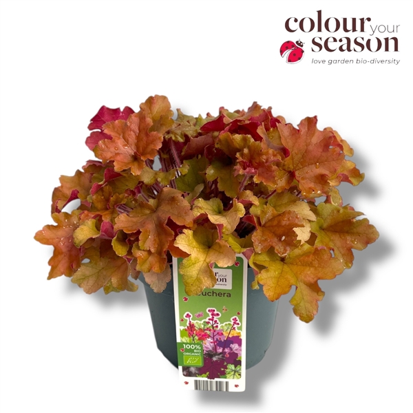 <h4>Heuchera biologisch Orange NL-BIO-01</h4>