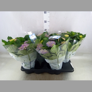 Hydrangea mac. 'Magical Revolution'