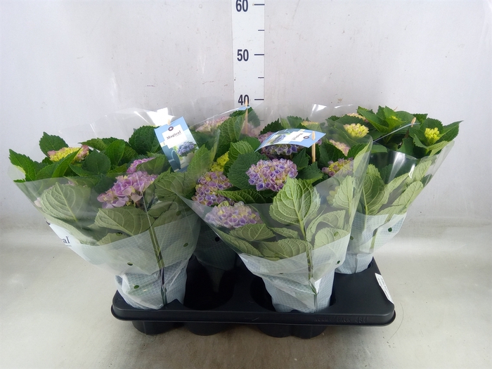 <h4>Hydrangea mac. 'Magical Revolution'</h4>