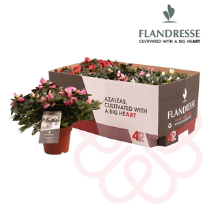 Azalea Flandresse® 'Four Times Two' 22 - 25 cm