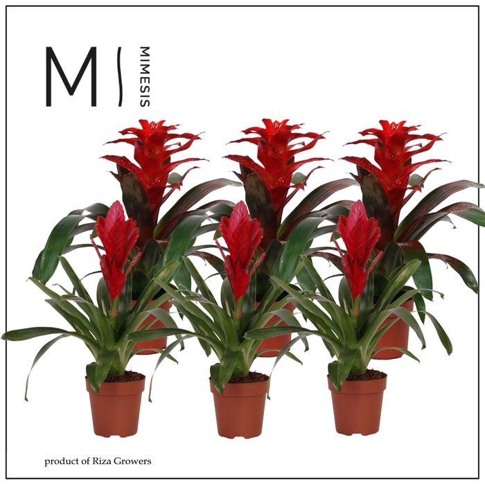 <h4>Bromelia</h4>