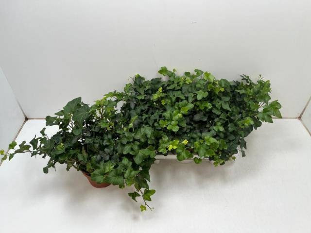 <h4>HED HE GREEN WAVE</h4>