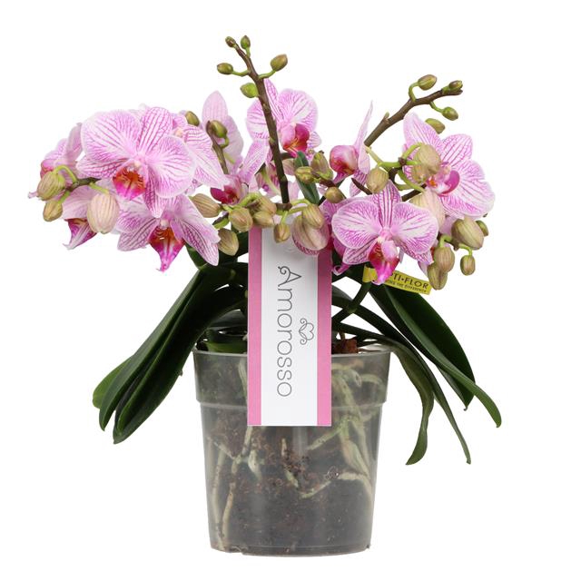 PHAL OPTI AMOROSSO GALIENA P12 PINK 3SPIKE