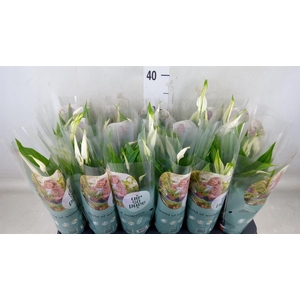 Spathiphyllum  'Pearl Cupido'