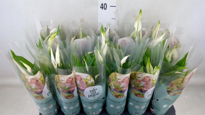 <h4>Spathiphyllum 'Pearl Cupido'</h4>