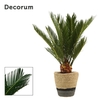 Cycas Revoluta 12 cm Decorum , 6+ veren in Hanoi mand grijs