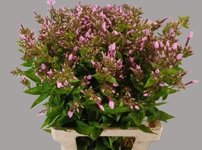 <h4>Phlox P Miss Ann Eye</h4>