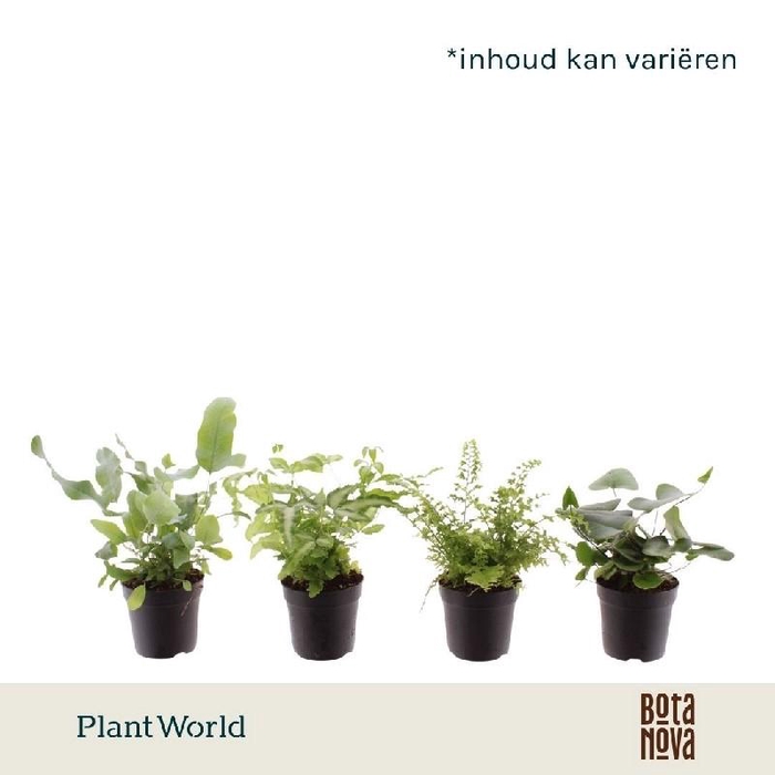 <h4>Varens gemengd mini P7 Varen mix</h4>