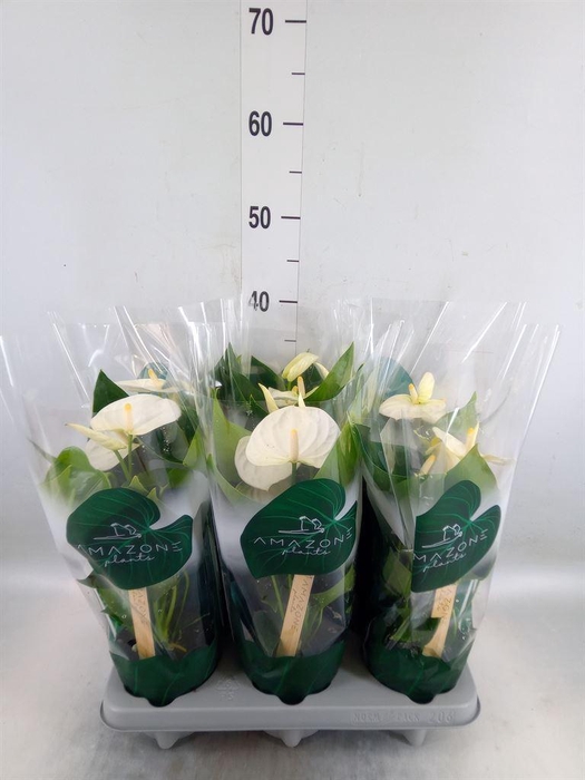 <h4>Anthurium andr. 'Samora'</h4>