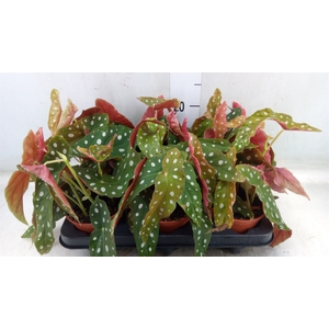 Begonia BD   ...