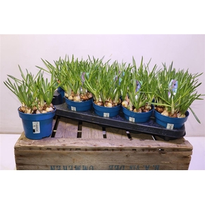 arr8 Bolbloemen Gem In Pot