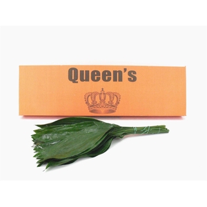 Aspidistra 70 Cm WBE